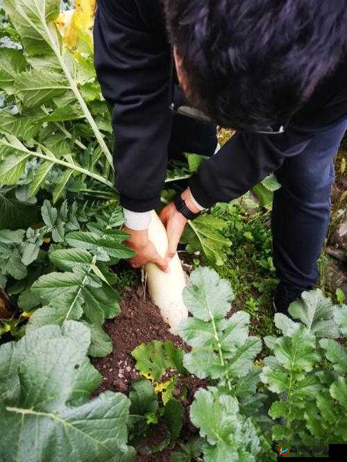挤牛奶拔萝卜怎么拔：方法介绍