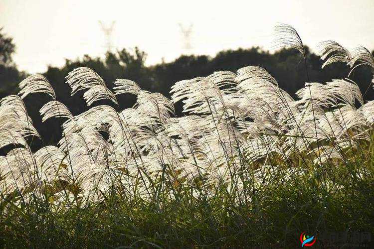 田福和母亲在芦苇中对话-关于人生的探讨