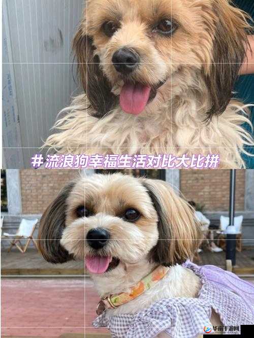 日本 MINDUP 狗与普通版对比：差异究竟在哪