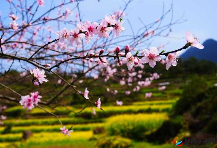 国色天香桃花之美令人陶醉