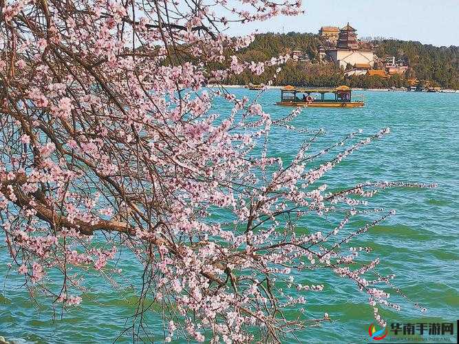 国色天香桃花朵朵开：芬芳满园春景如画