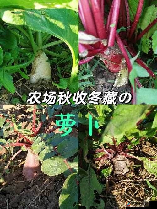 萝卜黄 9.1：独特的品种优势