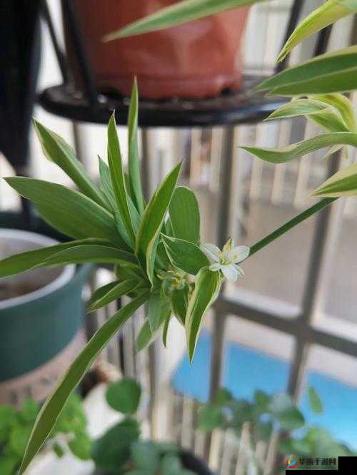 小白花被浇灌日常轻梦：成长之路