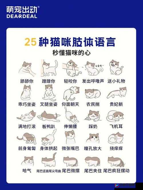猫之城情绪测试攻略全解析：如何正确选择答案以获取最佳体验