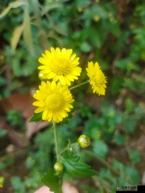 小尾巴txt 金银花原文：夏日的芬芳记忆
