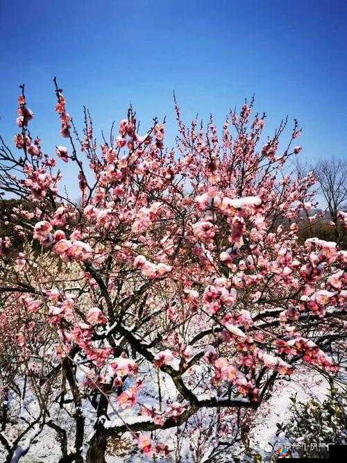 畅游王者峡谷，共赏梅花山雪，体验别样休闲时光