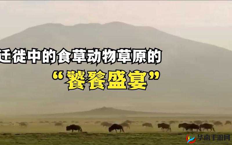 丛林法则：肉食草食动物选哪个更有趣