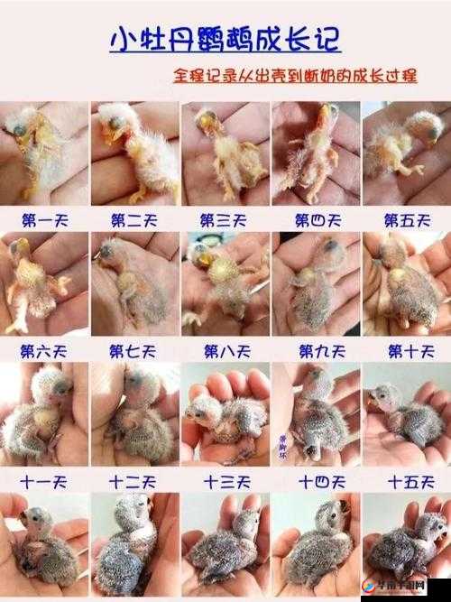 幼童雏鸟导入口：成长与希望的起点