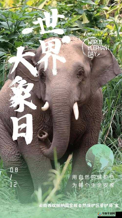 满 18 点此安全转入 2023 大象：进入全新世界