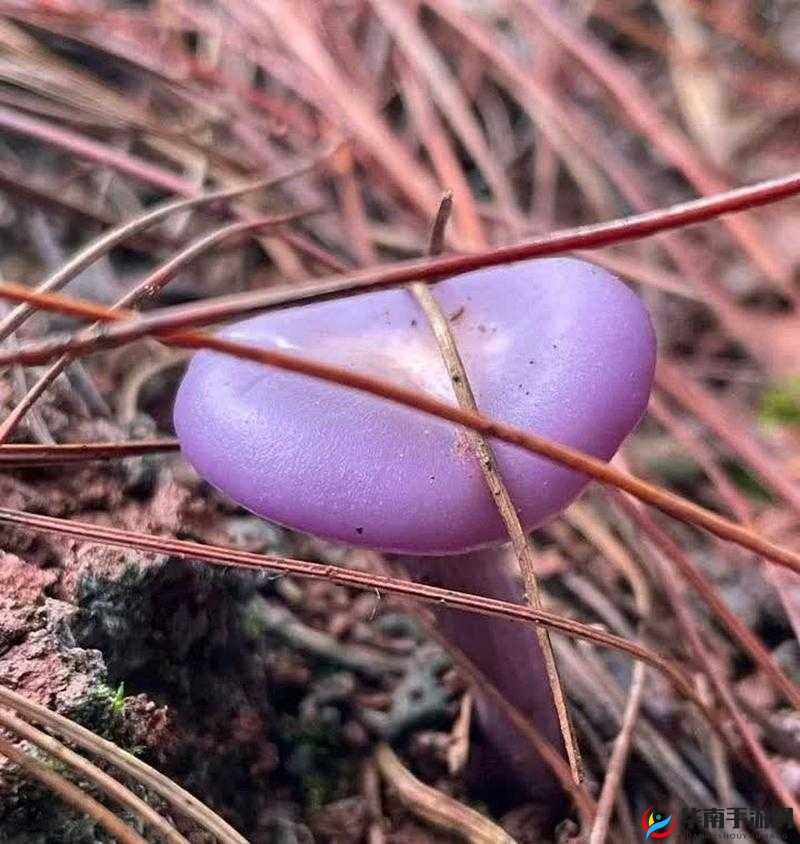 紫色蘑菇根粗大能否食用？