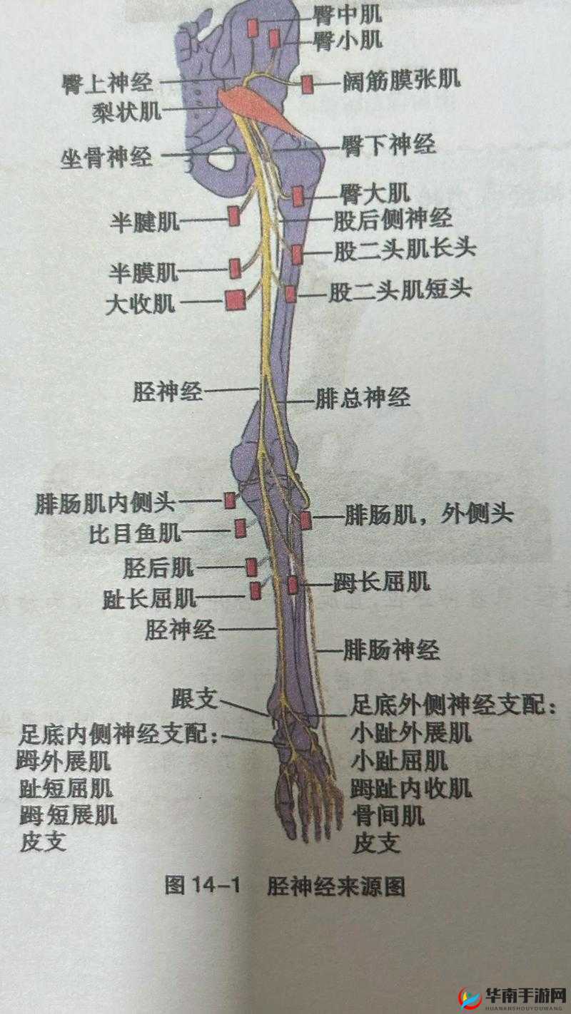 零界点：神经连线系统操作指南