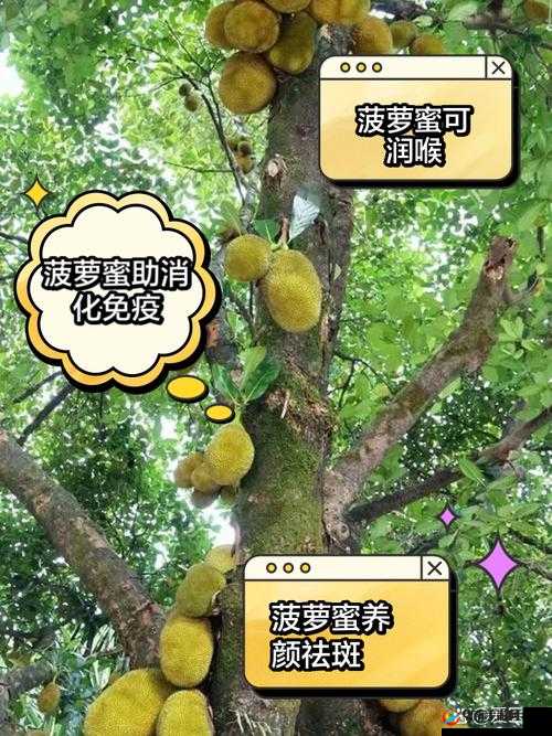 菠萝菠萝蜜菠萝蜜芽：甜蜜的奥秘