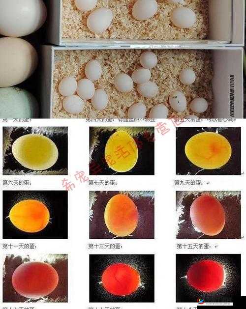博德之门3揭秘：枭熊蛋能否孵化与孵化全过程详解