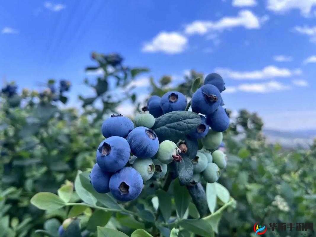 啊～你TM别舔了蓝莓：这一幕太惊人