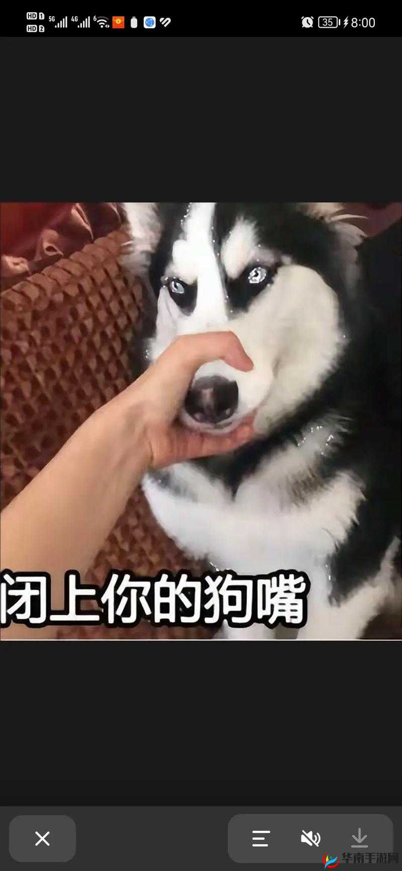 人狗 ZOOM 欢迎你：一场独特的迎接仪式