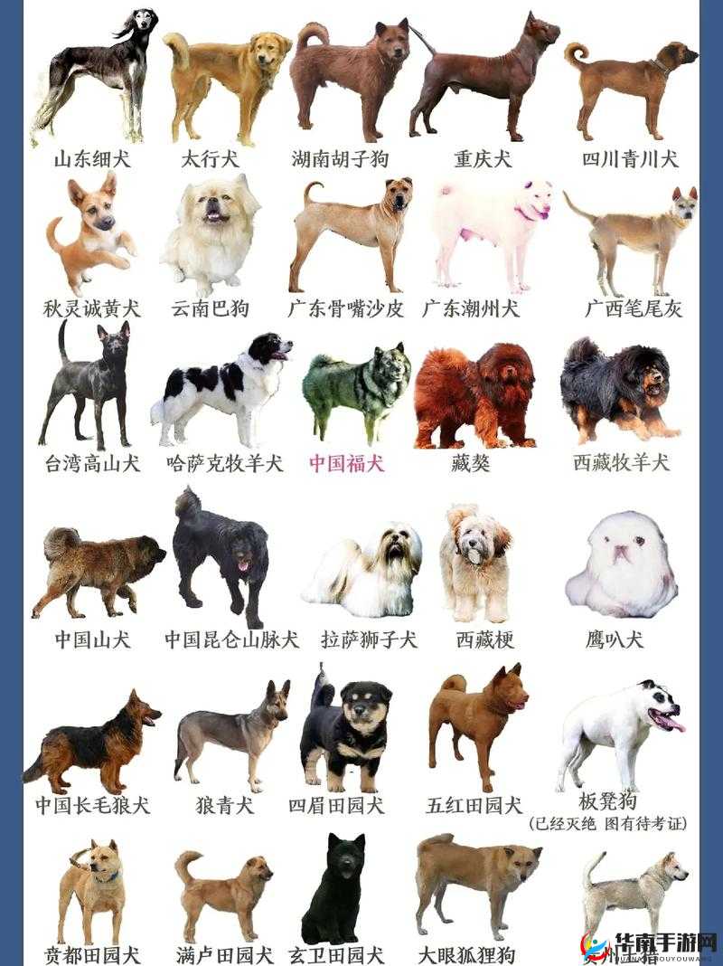 K9 调狗的任务：探索犬类训练的新领域
