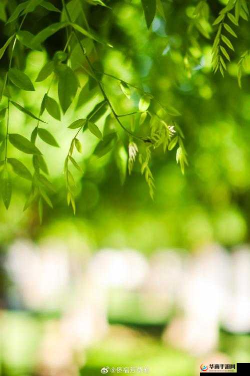 永久免费 181818 未满软件：纯净无广告，畅享绿色体验