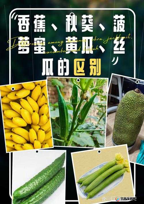 草莓向日葵黄瓜丝瓜汅：它们的特点与区别以及在生活中的应用