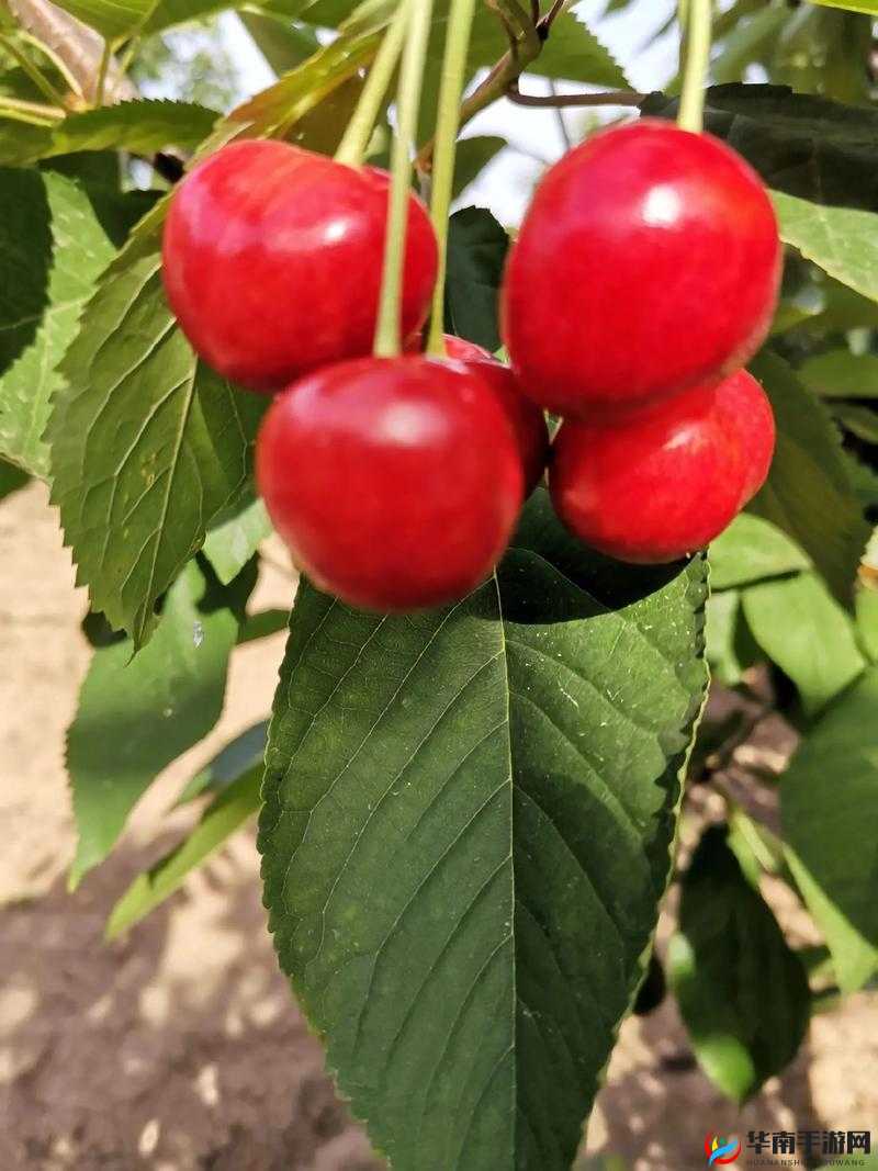 樱桃成熟时 5D ：一场独特的视觉盛宴