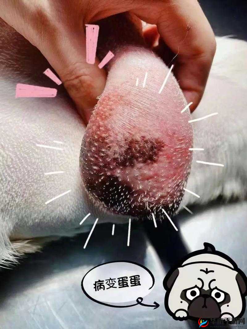 蛋蛋立了长什么样子呢：引发众人好奇的疑问