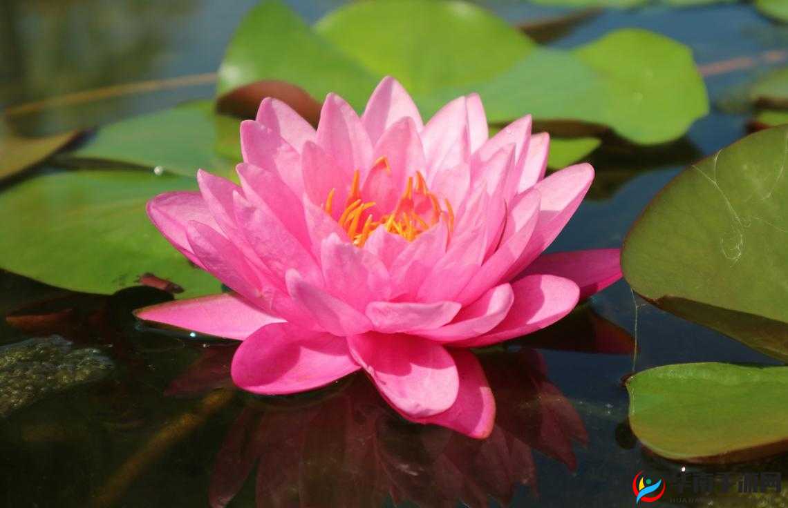 女人的莲花多久闭合：探究其闭合规律与影响因素