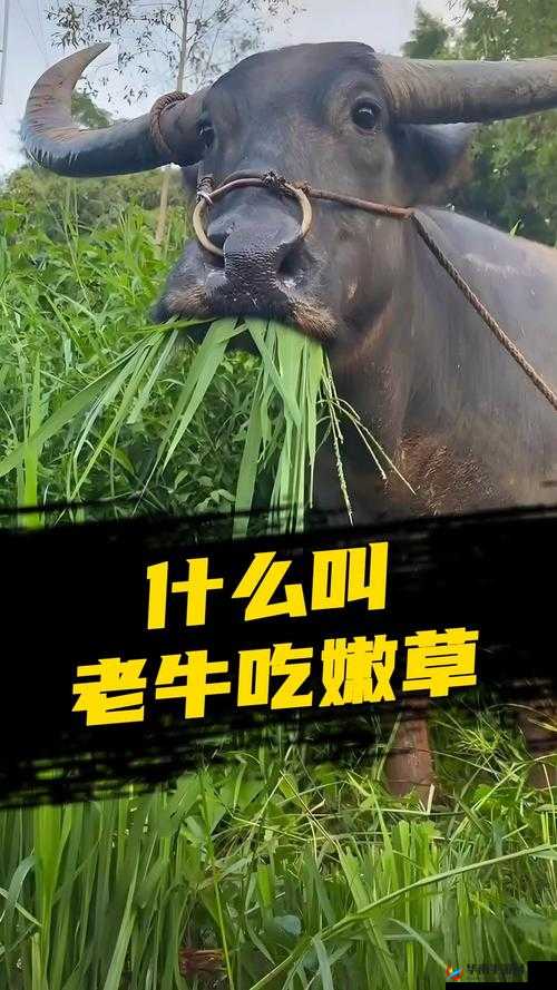 老牛嫩草一二三产品区别蘑菇视频：详细解读其不同特点及差异