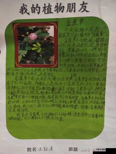 含羞草卡 1 卡 2 卡三卡 2021 精品：独特魅力等你来探索