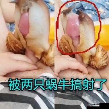 今日吃瓜 51：老虎菜 98 背后的真相