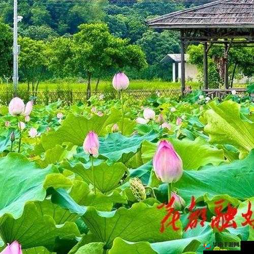春动莲房：那一抹春日里莲房的灵动之美
