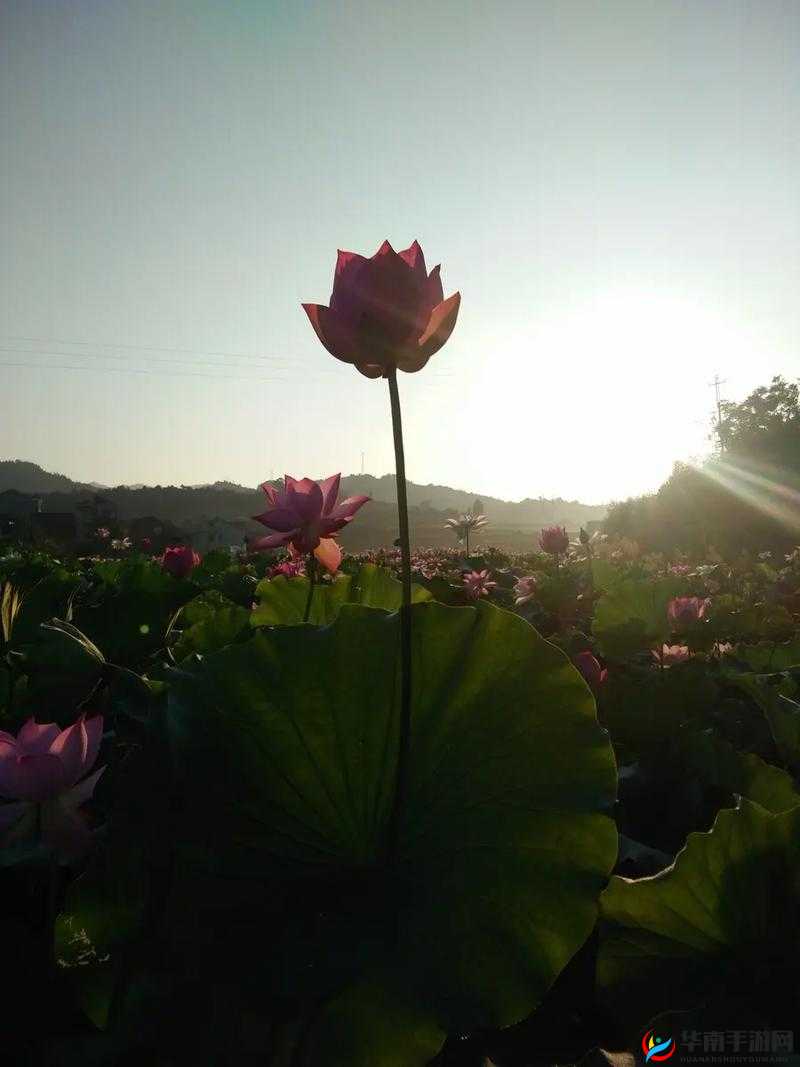 女子半夜莲花开究竟该如何应对呢