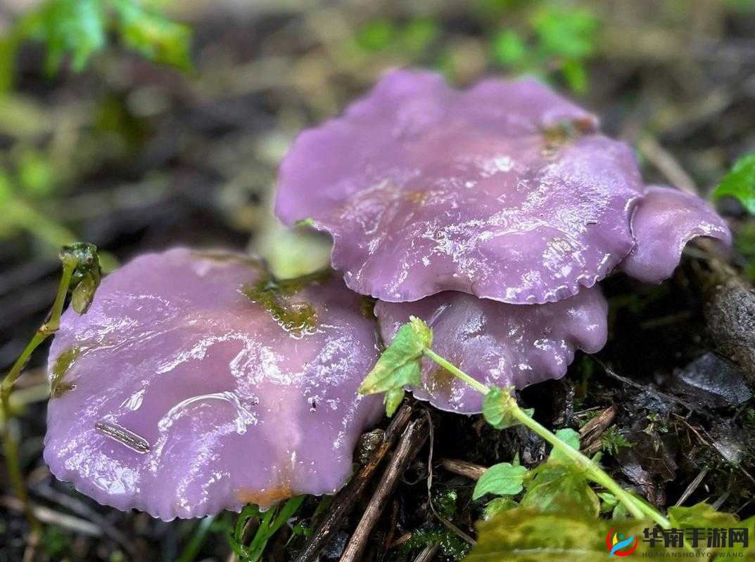 紫色蘑菇根粗大迟迟不收入：是毒蘑菇吗？专家称需谨慎对待