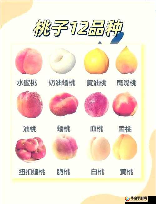 桃子与女性：探索桃子的奥秘