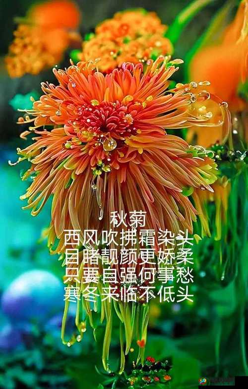 六年级菊花的神奇容量：你能想象它能塞下几支笔吗？