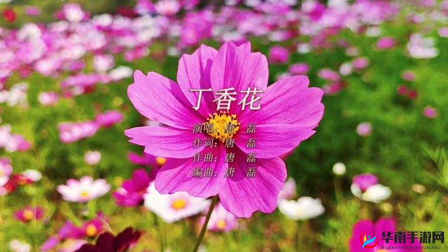 丁香花在线电影电视剧：精彩影视作品一网打尽
