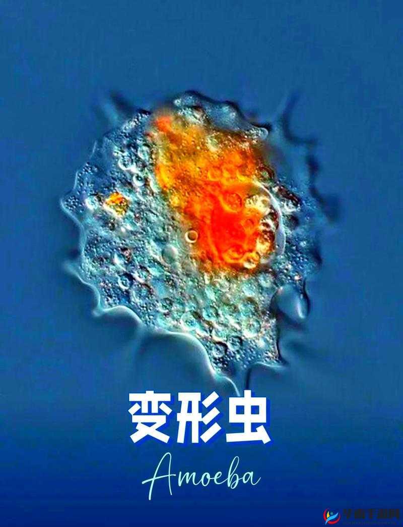 OOM 与动物 ZOOM 最新版本：带你探索奇妙动物世界之旅