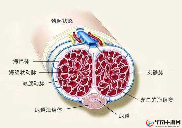 男生睾丸被摸后流出黏糊糊的东西：性行为背后的原因与影响