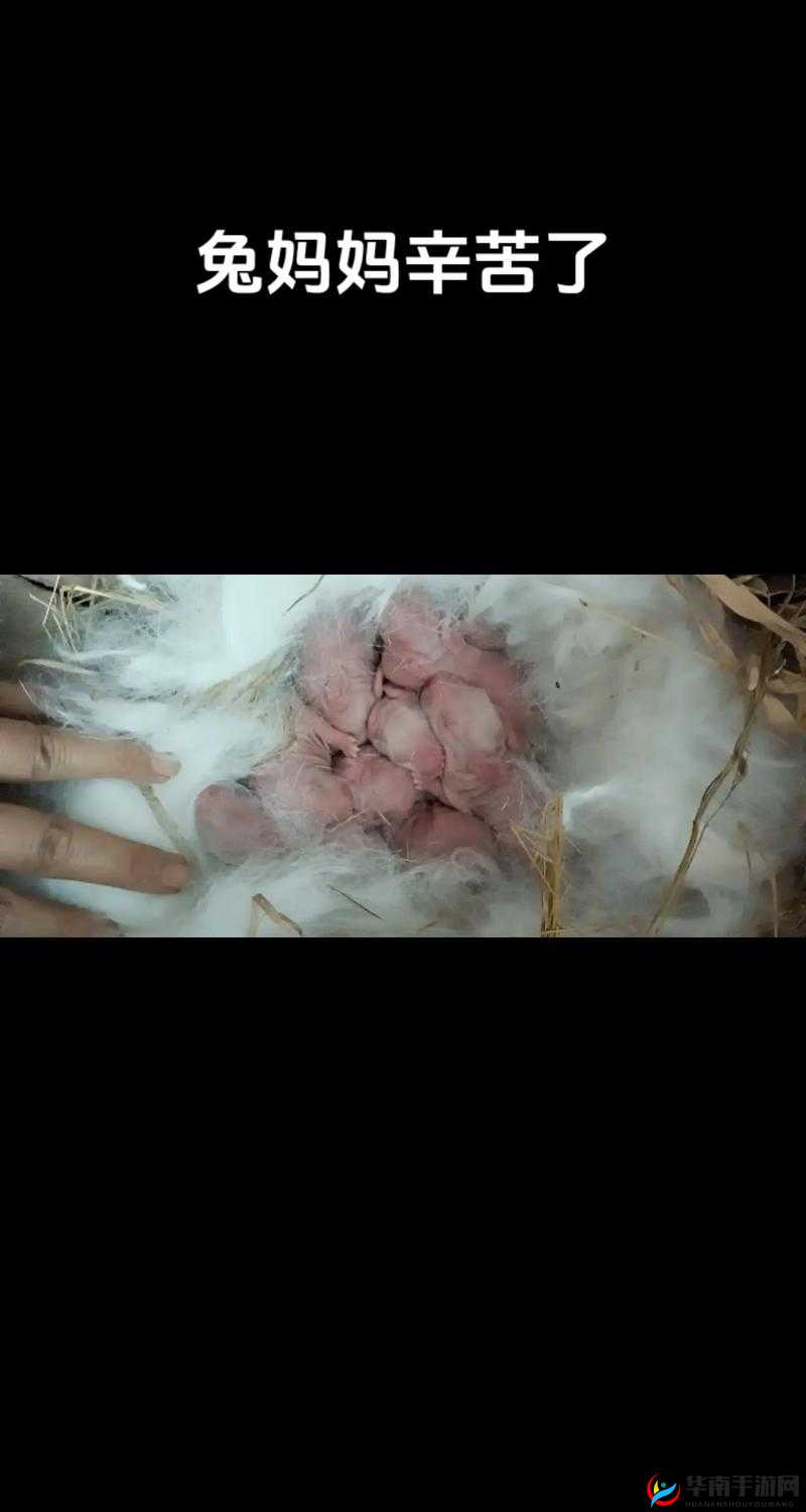 咬小兔兔是站着还是躺着：探究其姿势背后的秘密