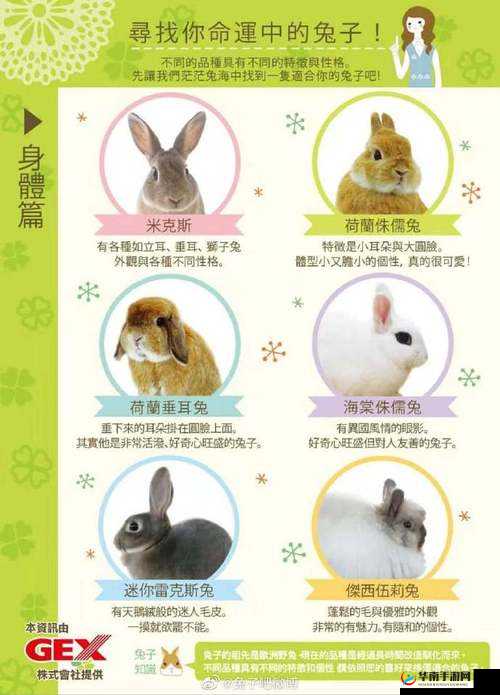 尺寸 po 长耳兔：关于它的详细介绍与特点分析