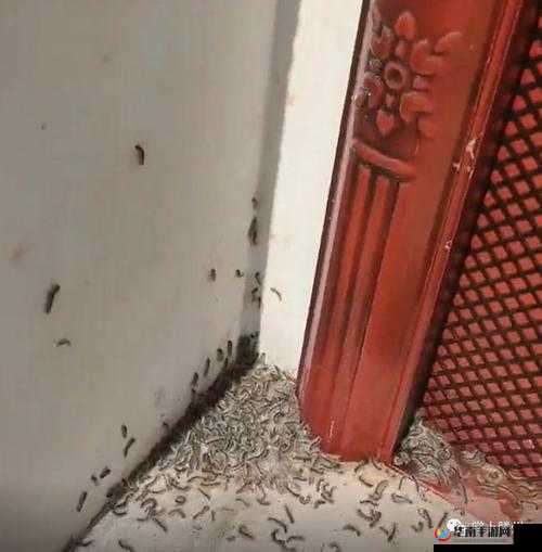 他的舌头探进蜜源毛毛虫说说视频：让人惊讶的独特景象