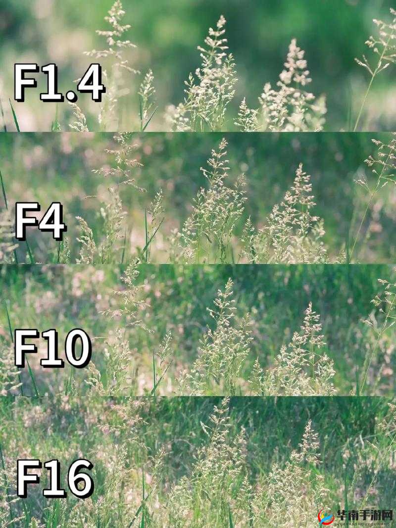 光圈大小差异的奥秘：不同光圈带来的视觉效果大不同