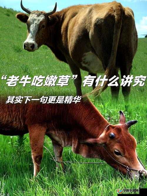 老牛嫩草一三最忌三种水果：探索其背后的饮食禁忌奥秘