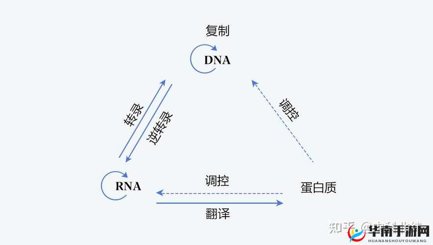DNA 与 RNA 杂交视频：深入探索生命遗传的奥秘
