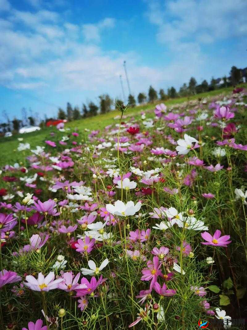 野花论坛高清：分享优质视觉盛宴的绝佳平台