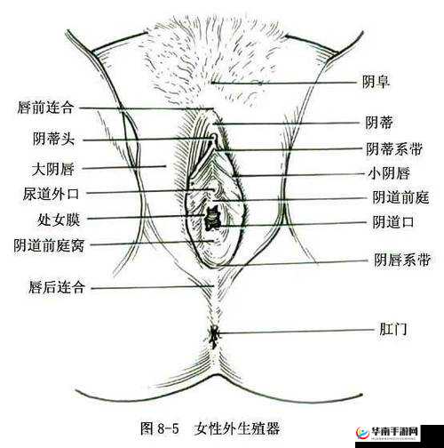 老人因何把荫蒂添得如此舒适的原因探究