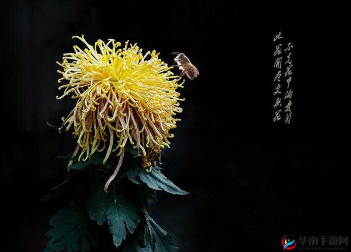 CHlNAESEⅩⅩⅩⅩⅩ天美：展现独特魅力与无限可能的存在