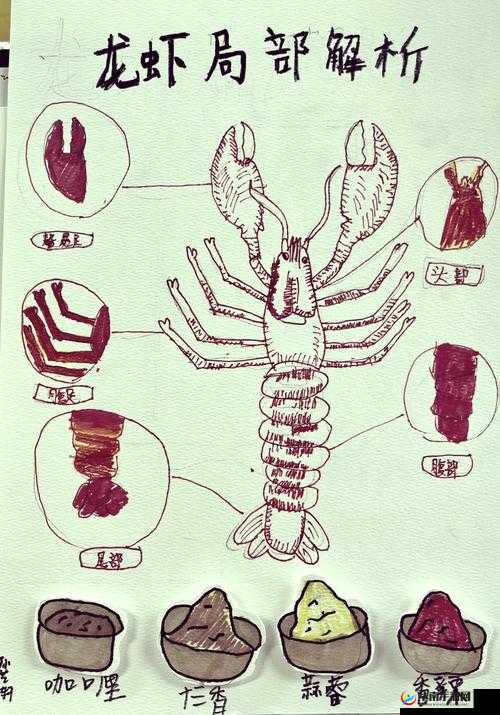 探索龙虾：从生物学特征到烹饪方法的全面解析
