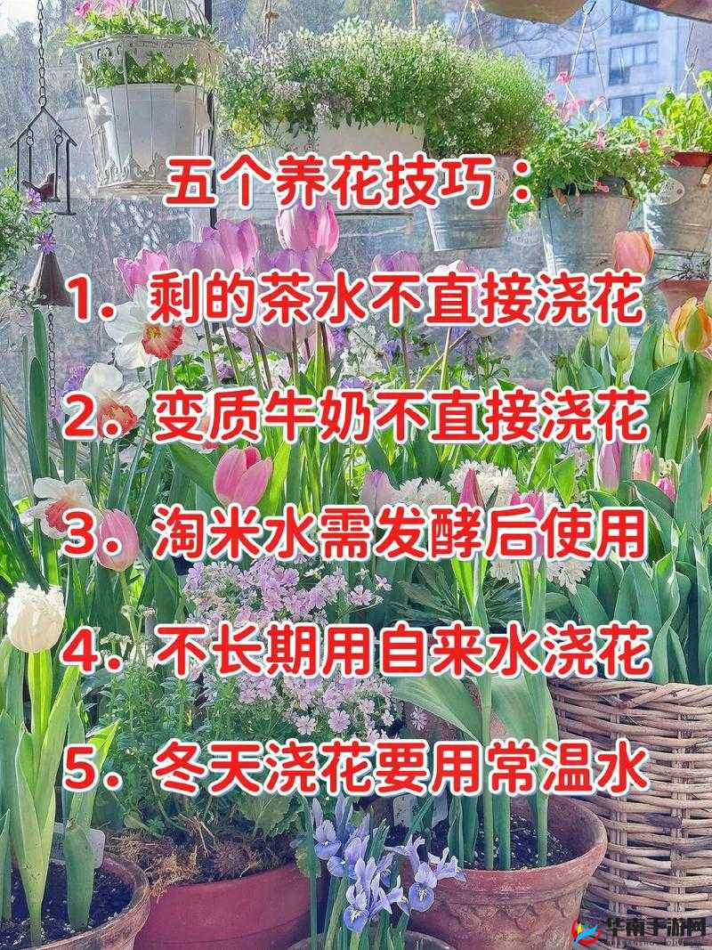 怎样照顾小花园的技巧：从选种到日常维护的全面指南