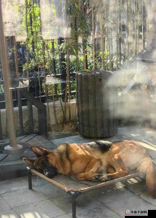 ZOOMSERVO 兽狗牧场：独特的犬类养殖模式与专业服务