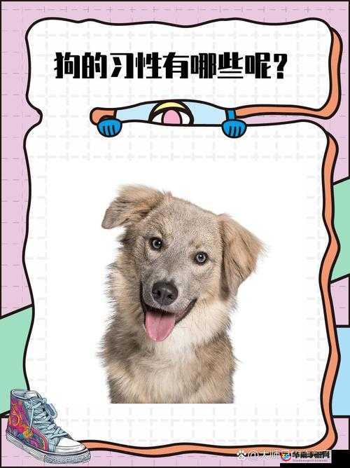 狗狗的东西又硬又烫怎么办：探索解决此问题的有效途径
