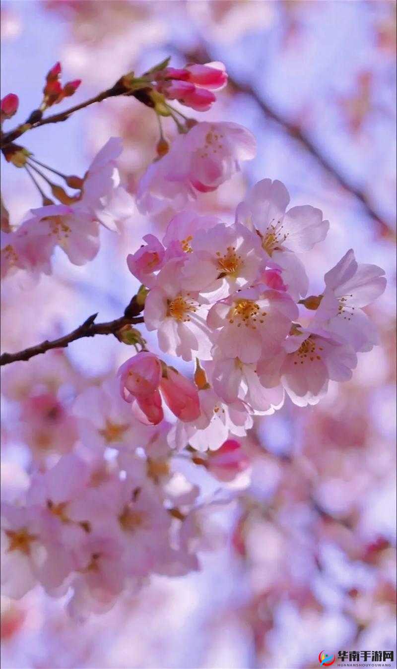 我可以深入了解你的樱花吗：一朵花的文化与魅力